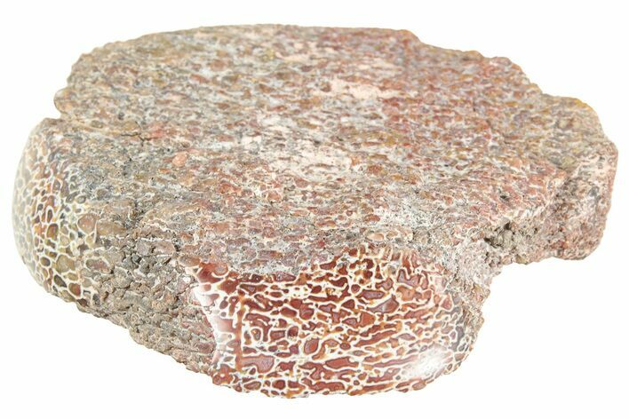 Polished Dinosaur Bone (Gembone) Section - Utah #240716